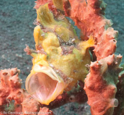 BD-090928-Lembeh-9284847-Antennarius-pictus-(Shaw.-1794)-[Painted-frogfish].jpg